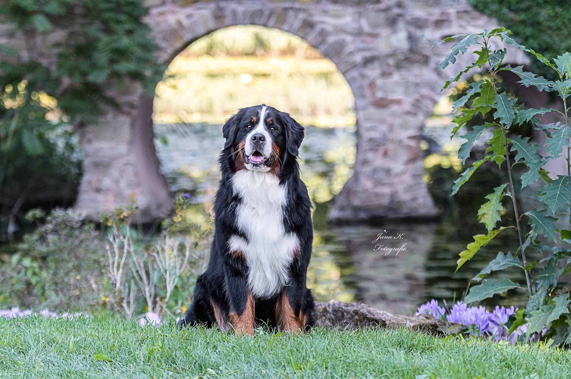 Berner Sennenhunde Neufundl Nder Kennel Bivanos Ber Uns